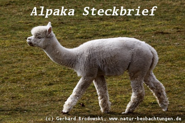 Bild zum Aussehen und Bestimmen vom Alpaka