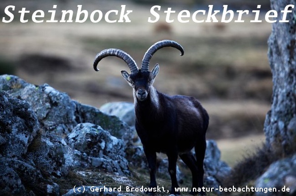 Tiersteckbrief - Bild zum Steinbock-Steckbrief