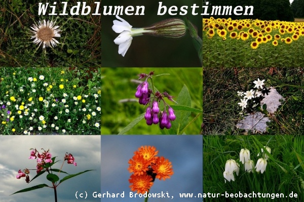 Blumen Bestimmen Wiesen Und Wildblumen Steckbriefe Bilder Mit Namen Natur Beobachtungen