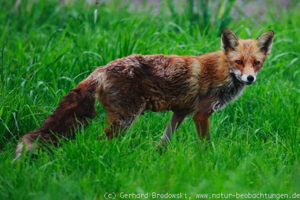 Rotfuchs Fuchs Steckbrief Feinde Nahrung Bilder Referat Natur Beobachtungen