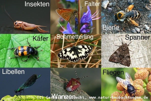 Insekten bestimmen, Steckbrief, Käfer Namen, Feinde, Größe, Bilder - Natur  Beobachtungen