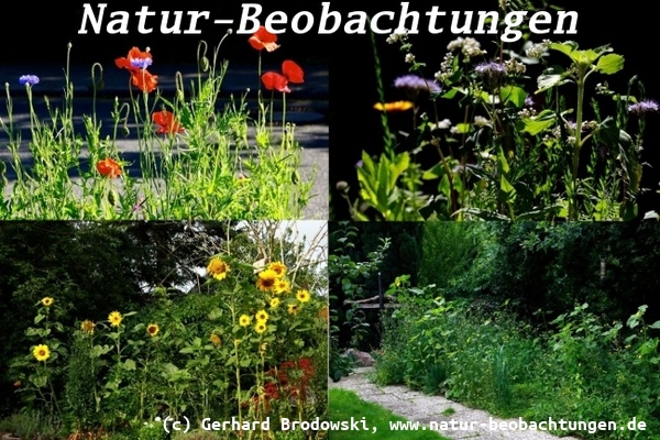 Biodiversitätskrise und Klimawandel - Wildblumen im Garten