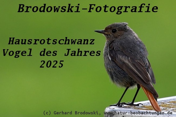 Hausrotschwanz - Vogel des Jahres 2025